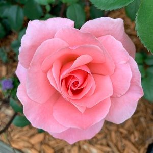 Meet your Posher, Judy